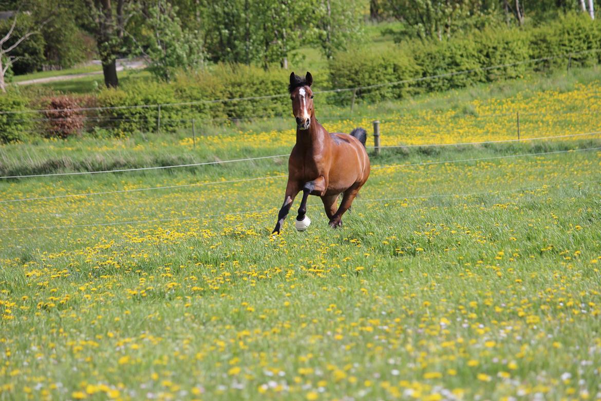 DSP Dot Com A-pony - På græs marken<3  billede 10
