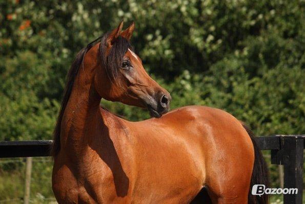 Arabisk fuldblod (OX) Anaya el karmdal oc ox billede 1