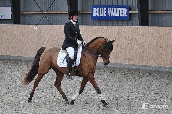 Arabisk fuldblod (OX) Anaya el karmdal oc ox billede 9