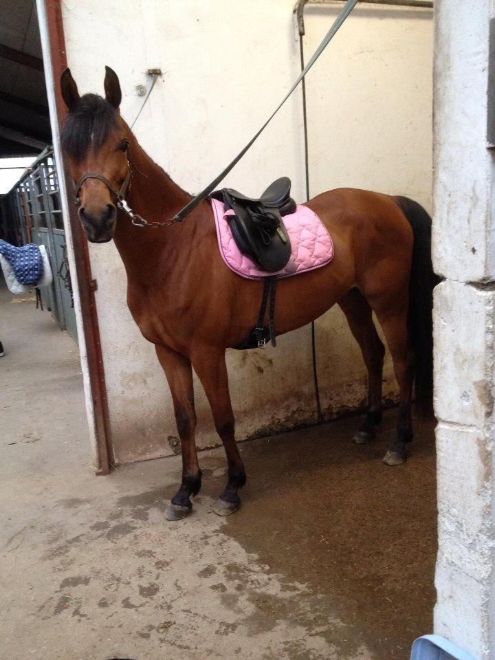 Arabisk fuldblod (OX) Anaya el karmdal oc ox billede 12