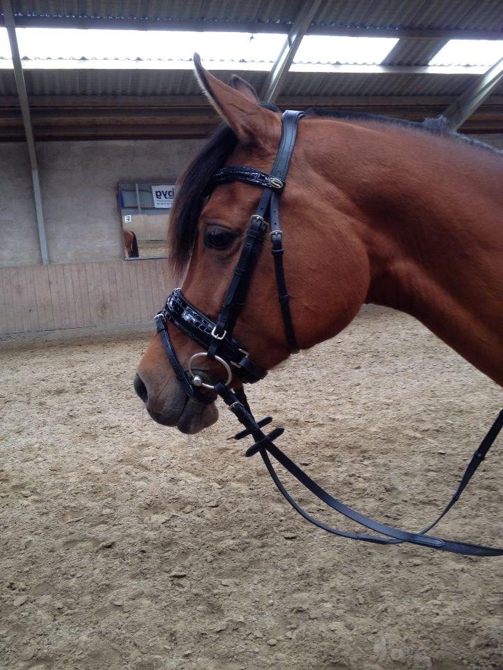 Arabisk fuldblod (OX) Anaya el karmdal oc ox billede 11