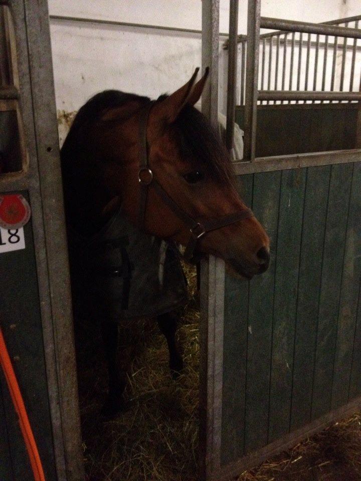 Arabisk fuldblod (OX) Anaya el karmdal oc ox billede 13