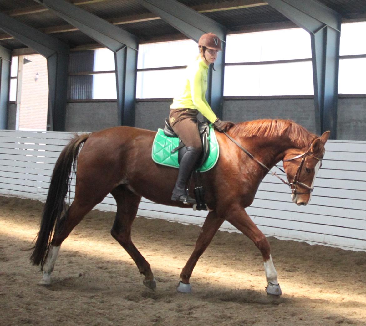 Dansk Varmblod Alby's Leonardo Da Vinci billede 18