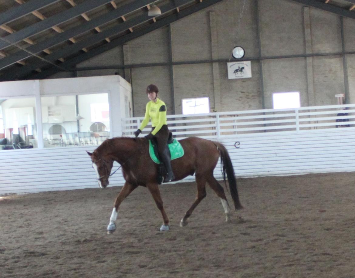 Dansk Varmblod Alby's Leonardo Da Vinci billede 19