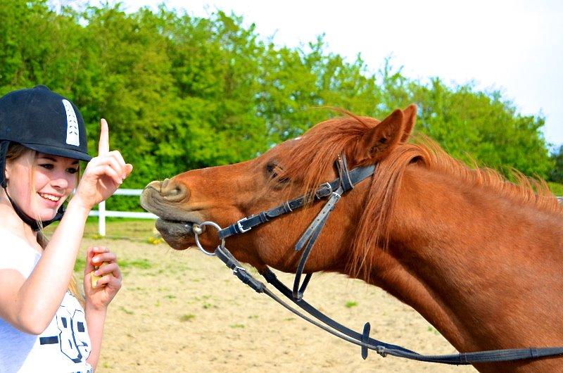 Welsh Partbred (Sec F) Laibek's First Excellence (Fister) billede 6