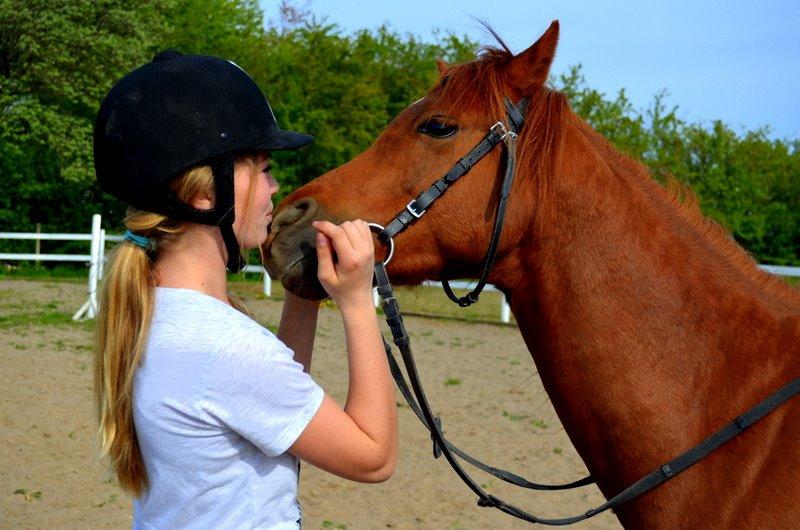 Welsh Partbred (Sec F) Laibek's First Excellence (Fister) billede 11