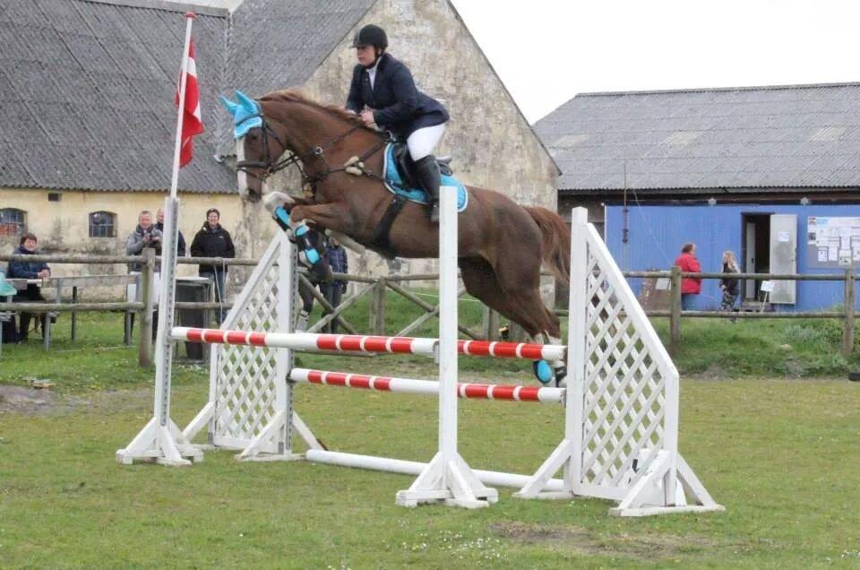 Dansk Varmblod Zico San *solgt* billede 20