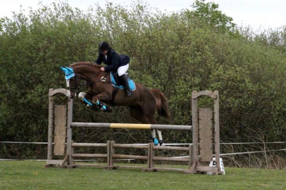 Dansk Varmblod Zico San *solgt* billede 21