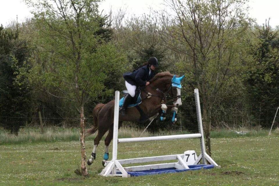 Dansk Varmblod Zico San *solgt* billede 22