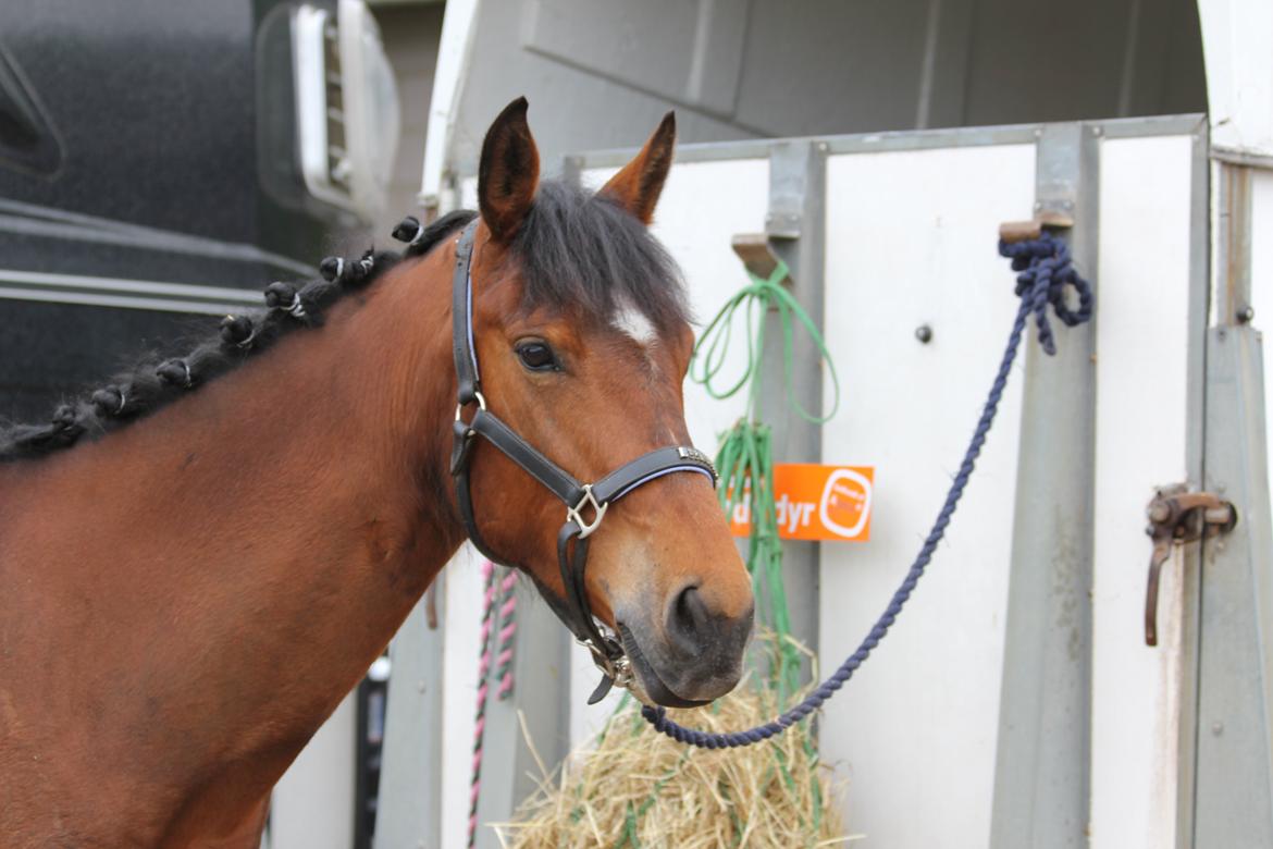 Pinto Lady Taupo (SOLGT) - Taupos første stævne! LD med 0 fejl :) billede 1