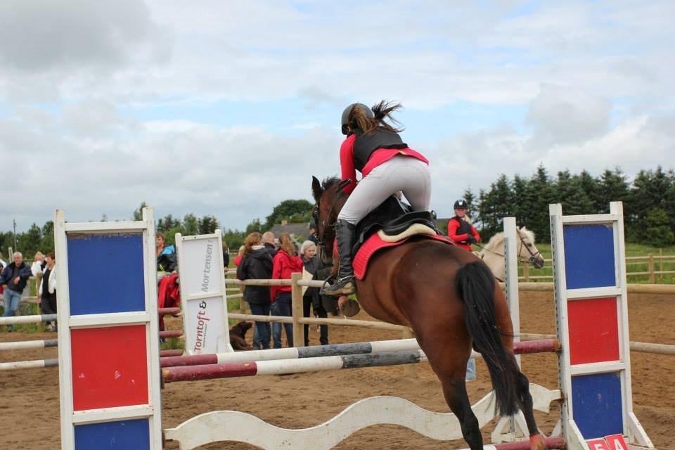 Pinto Lady Taupo (SOLGT) - 1. plads i LB hendes første roset billede 6