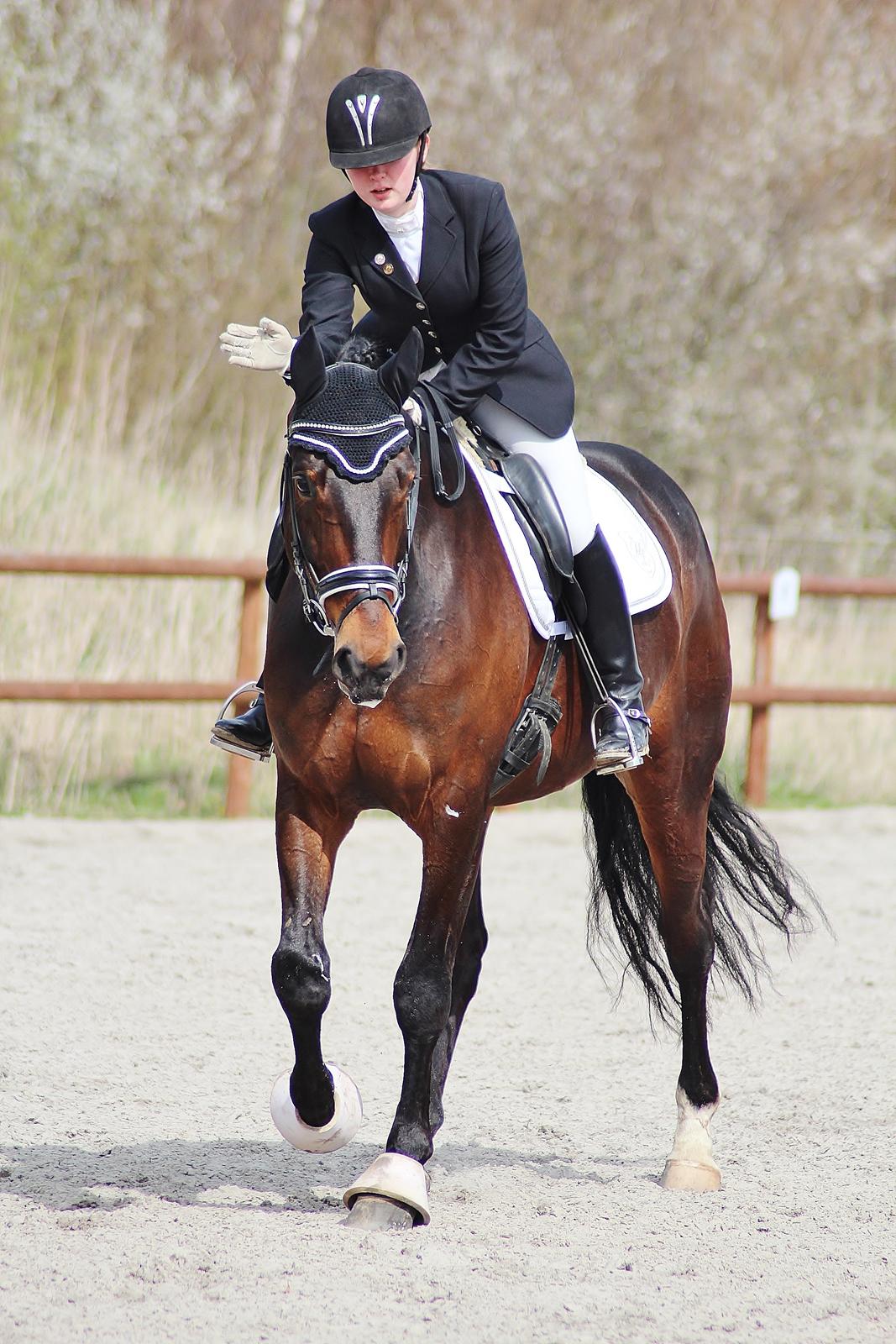 Dansk Varmblod Shepro Hit billede 2