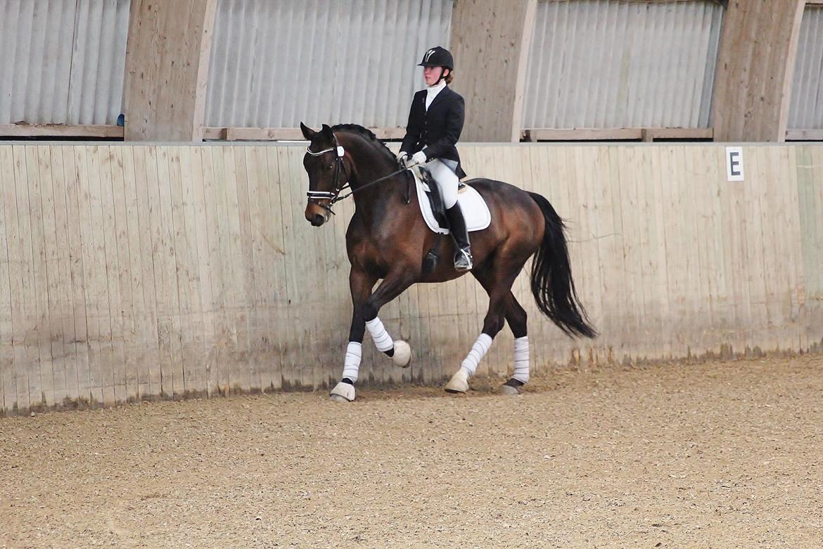 Dansk Varmblod Shepro Hit billede 10