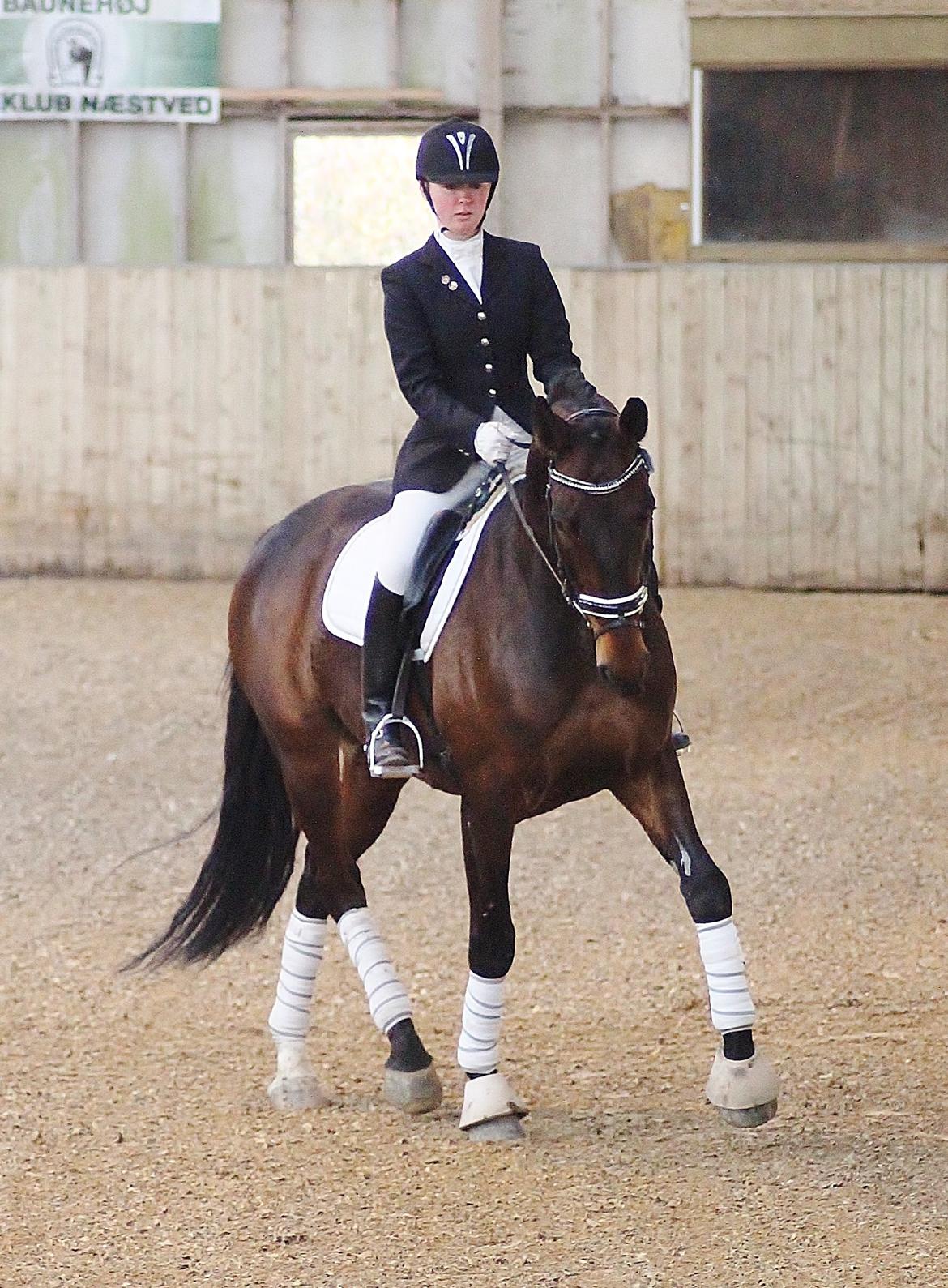 Dansk Varmblod Shepro Hit billede 4