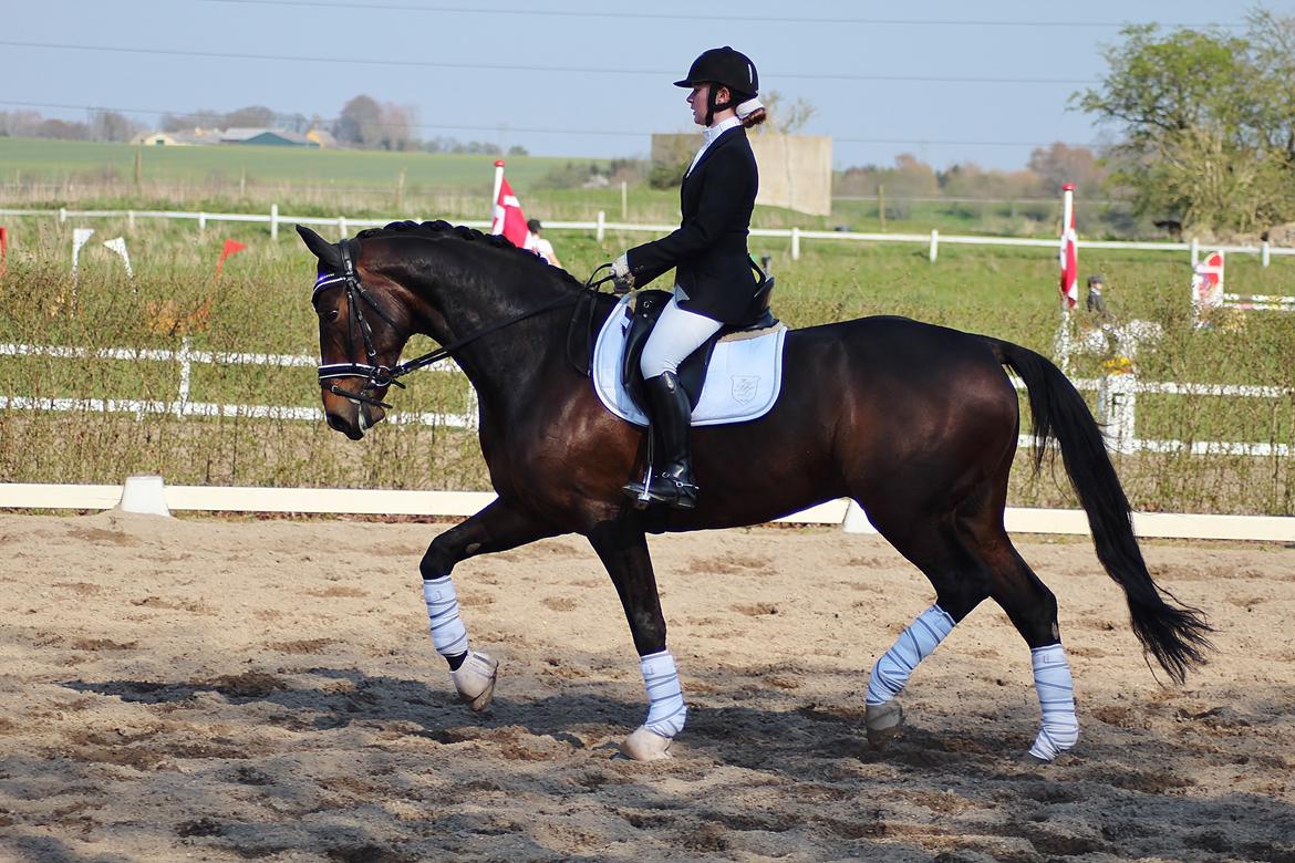 Dansk Varmblod Shepro Hit billede 15