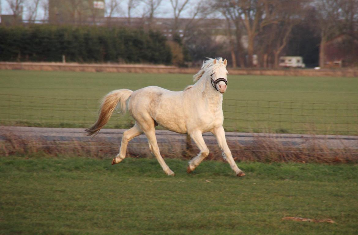 Welsh Pony (sec B) Aastrupgaards Safir, Hingst - den dag han kom hjem  billede 5