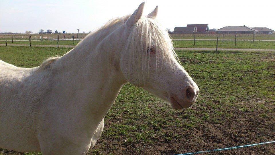 Welsh Pony (sec B) Aastrupgaards Safir, Hingst - ca en måned senere.( Marts) billede 6