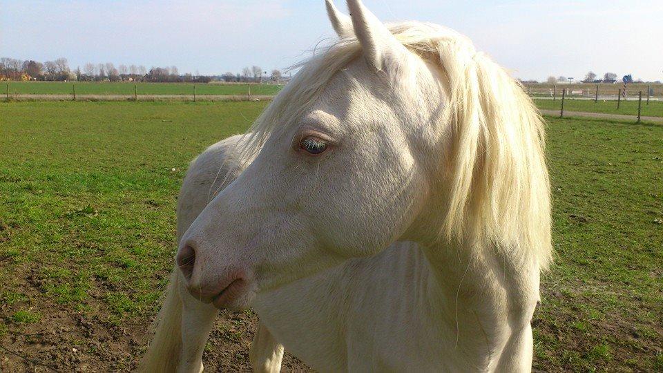 Welsh Pony (sec B) Aastrupgaards Safir, Hingst - marts billede 7