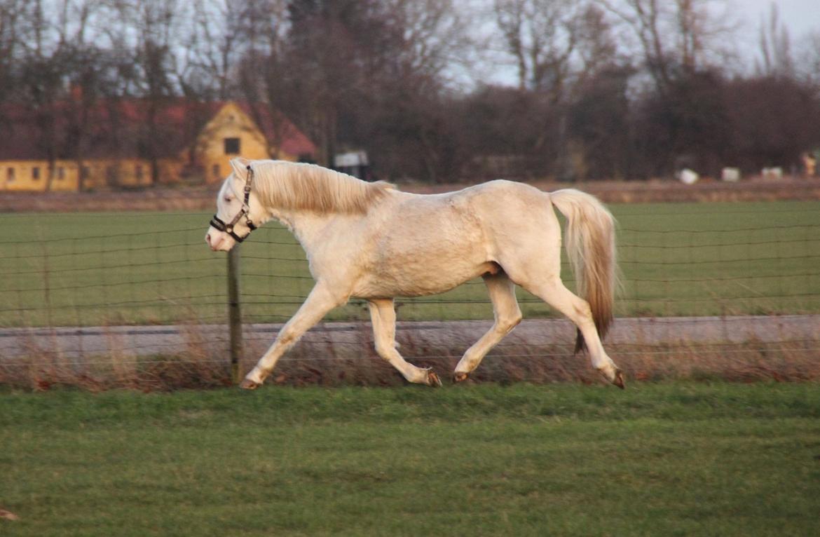 Welsh Pony (sec B) Aastrupgaards Safir, Hingst - Den dag han kom hjem. (februar)  billede 4