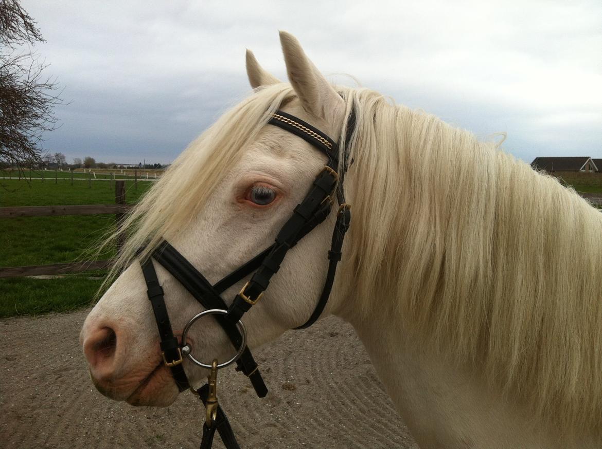 Welsh Pony (sec B) Aastrupgaards Safir, Hingst - April billede 8