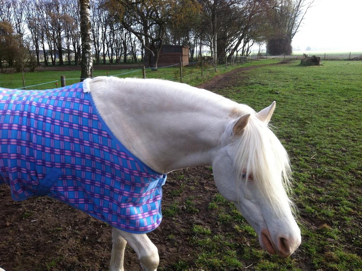 Welsh Pony (sec B) Aastrupgaards Safir, Hingst - Nuvasket og klar til klargørings dag hos Mie C billede 9