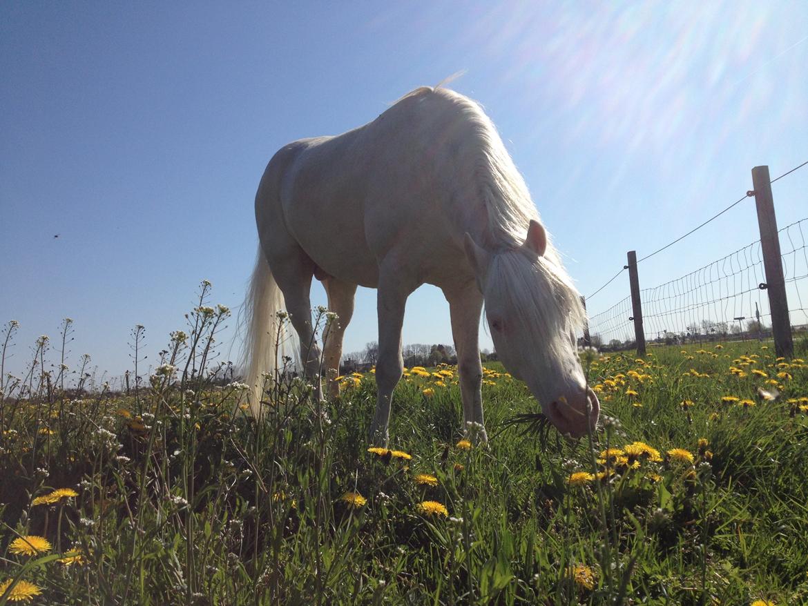 Welsh Pony (sec B) Aastrupgaards Safir, Hingst - maj billede 11