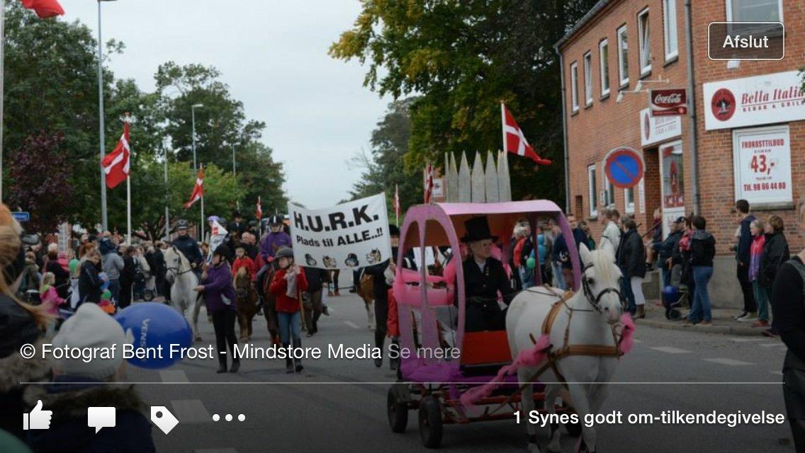 Welsh Mountain (sec A) schnoor`s tifan faye billede 17