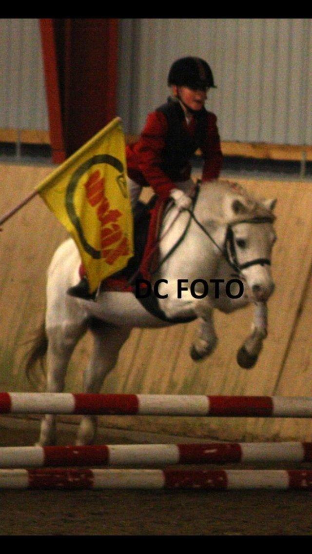 Welsh Mountain (sec A) schnoor`s tifan faye billede 18