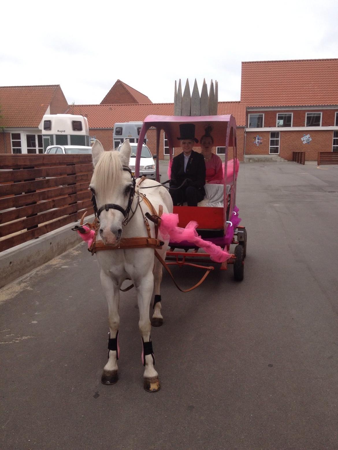 Welsh Mountain (sec A) schnoor`s tifan faye billede 19