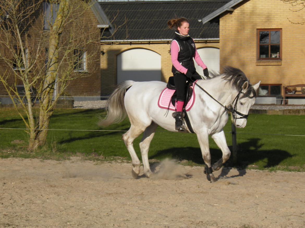 Dansk Varmblod catano billede 3