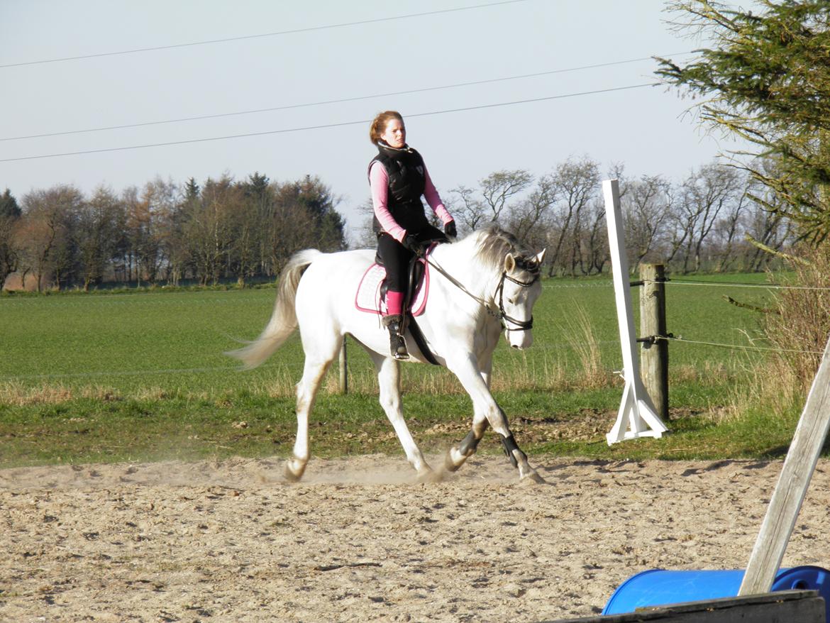 Dansk Varmblod catano billede 4