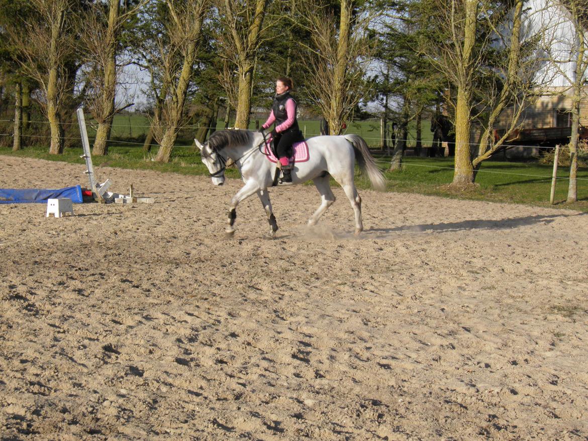 Dansk Varmblod catano billede 5