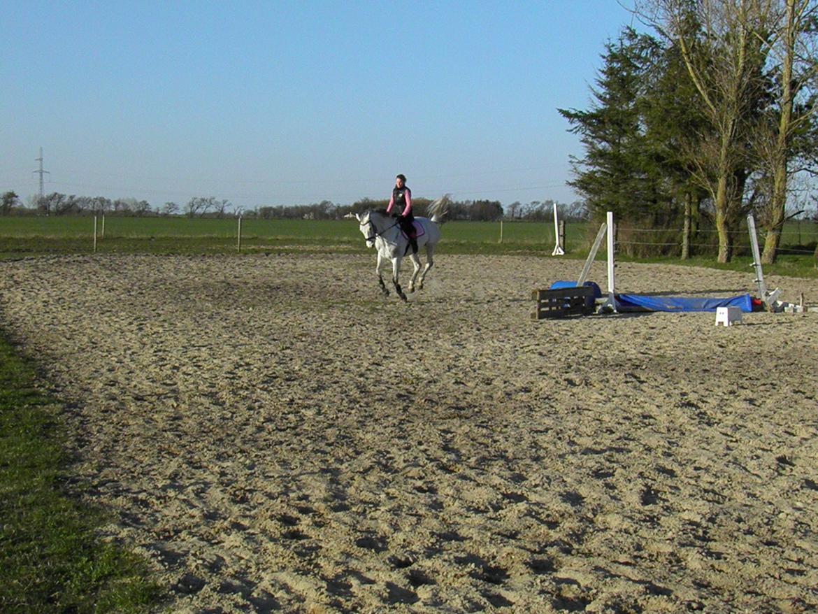 Dansk Varmblod catano billede 6