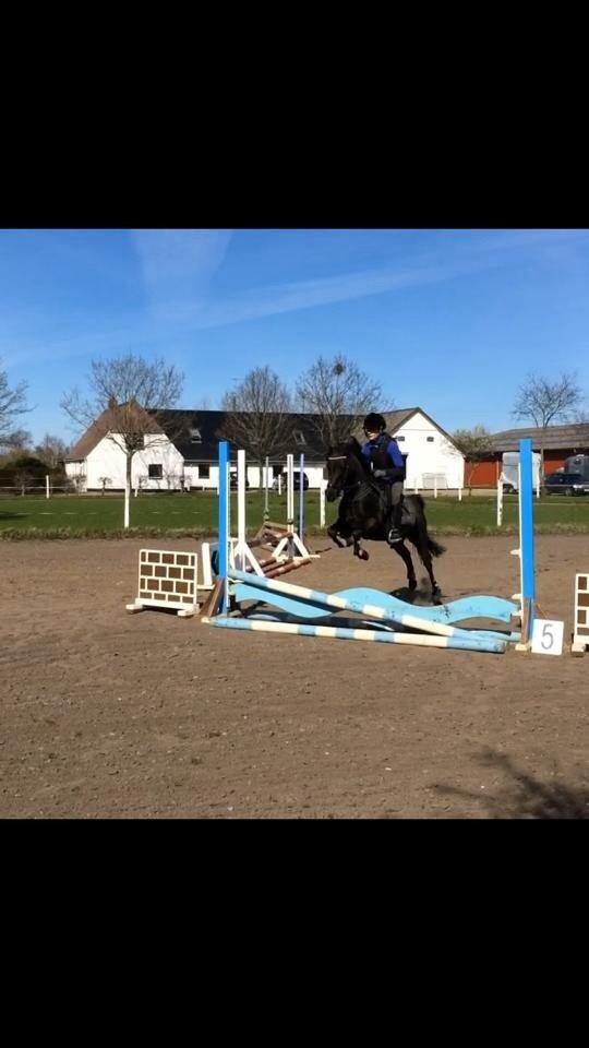 DSP Starhorse Fatima billede 15