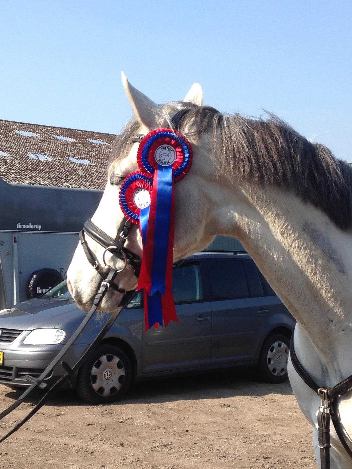 Dansk Varmblod catano billede 7