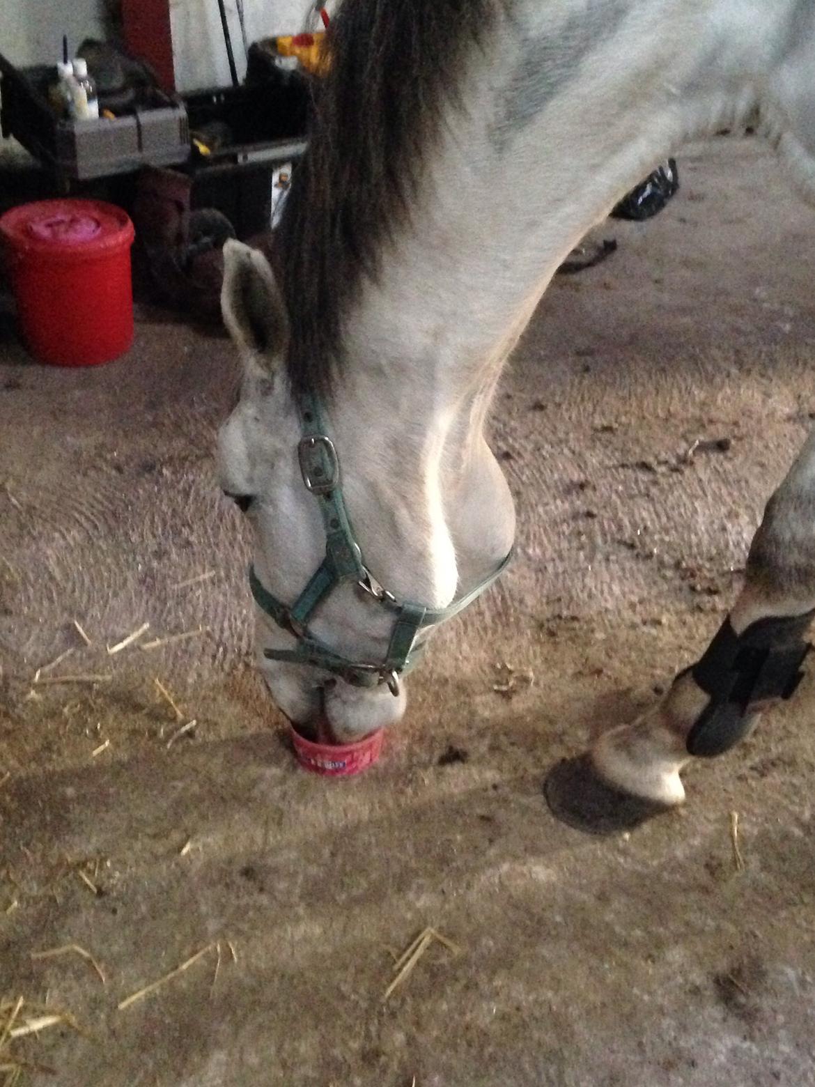 Dansk Varmblod catano billede 8