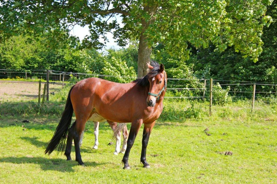 Pinto Lady Taupo (SOLGT) - flotte pony billede 15