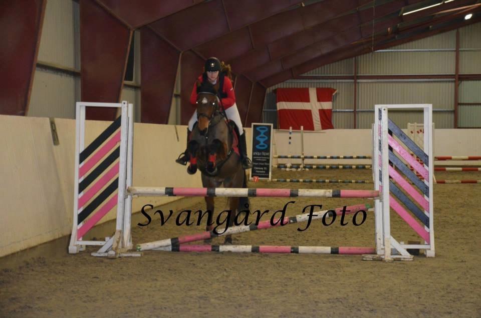 Pinto Lady Taupo (SOLGT) - LB  billede 11