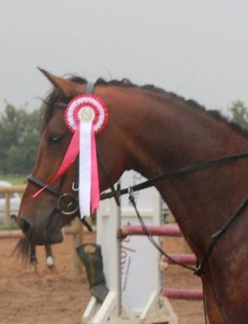 Pinto Lady Taupo (SOLGT) - Taupo med sin første roset nogensinde billede 4