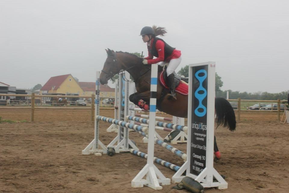 Pinto Lady Taupo (SOLGT) - hun er fin! billede 20