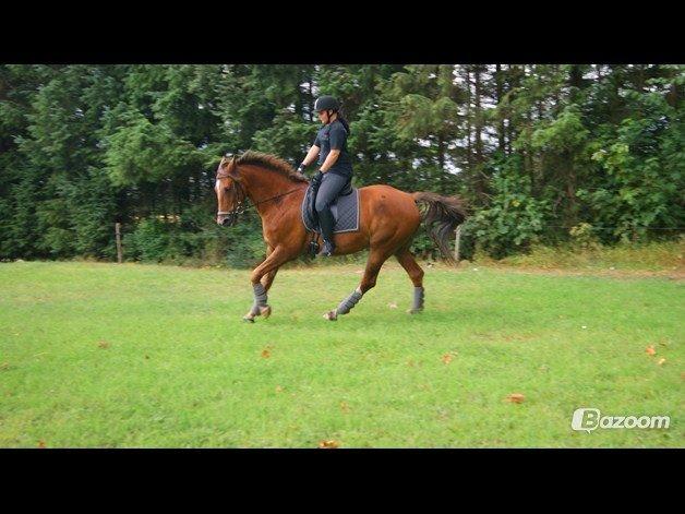 Anden særlig race Charlie (bisbis) billede 11