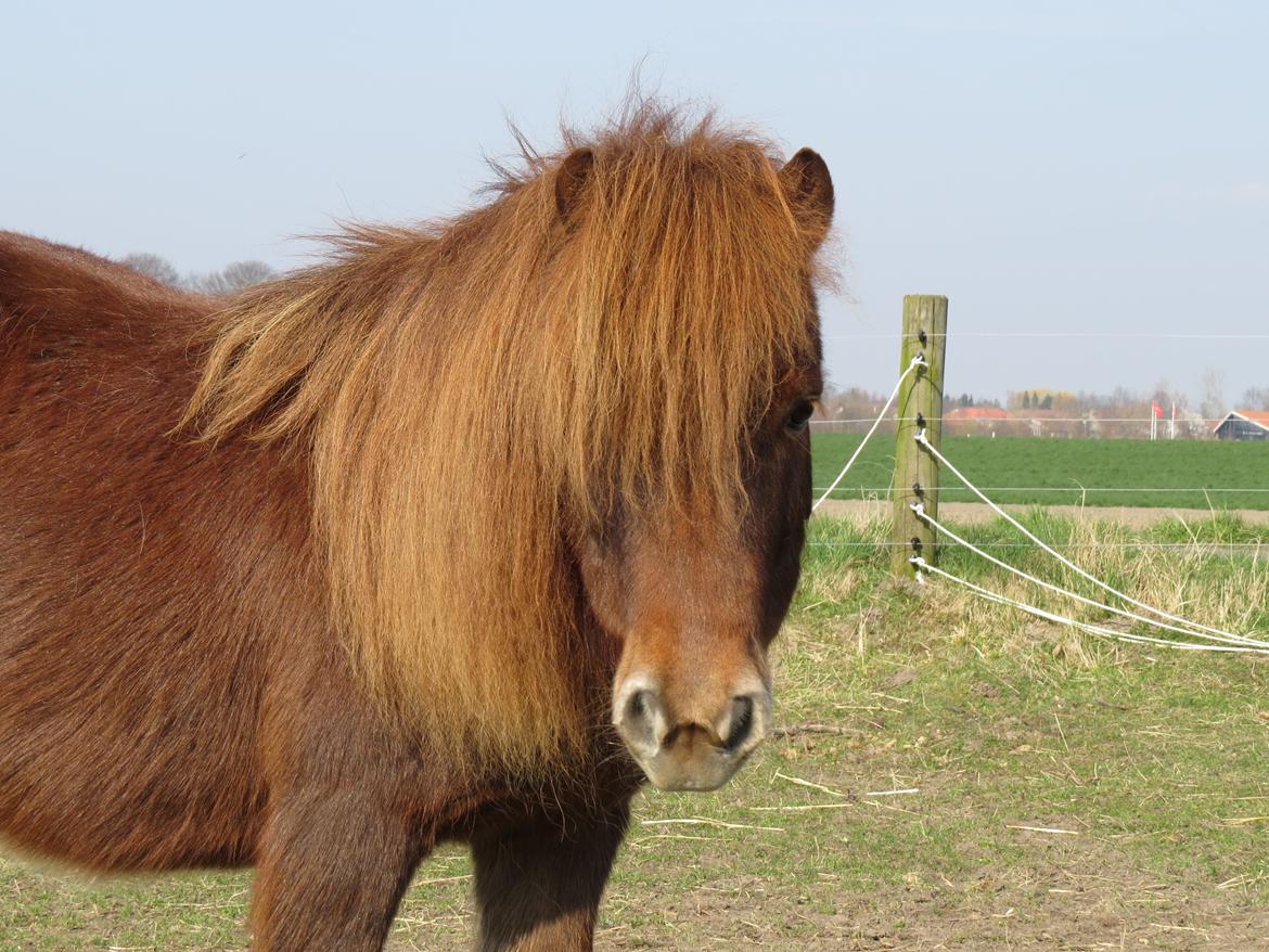 Shetlænder Sofus - Min lille trold<3 billede 8