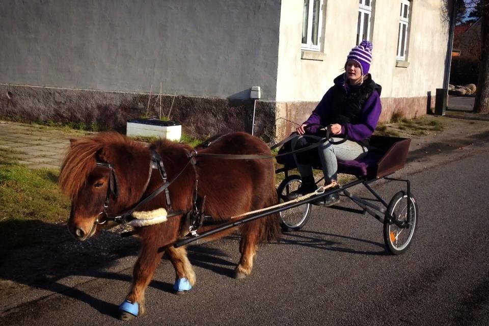 Shetlænder Sofus - Alene på tur, for første gang, april 2014<3 billede 10