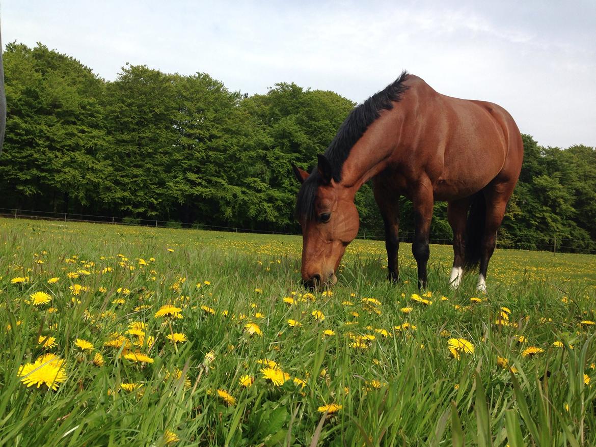 Tysk Sportspony Pablo John Halifax<3 - Maj 2014 billede 17