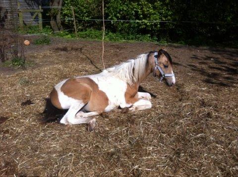 Anden særlig race Søby´s Kiowa billede 21