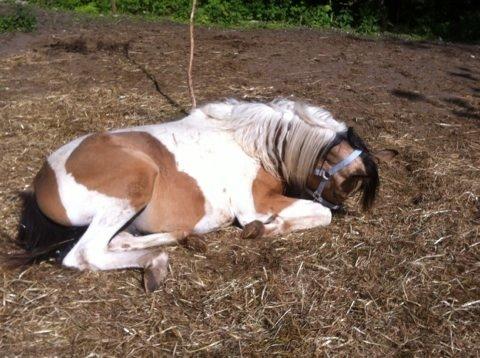 Anden særlig race Søby´s Kiowa billede 24