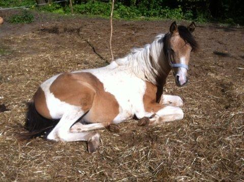 Anden særlig race Søby´s Kiowa billede 25