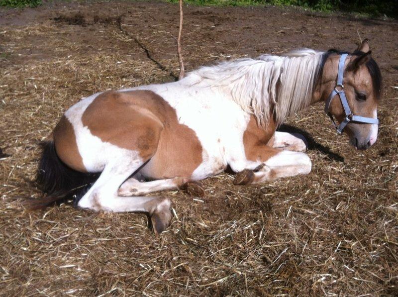 Anden særlig race Søby´s Kiowa billede 28