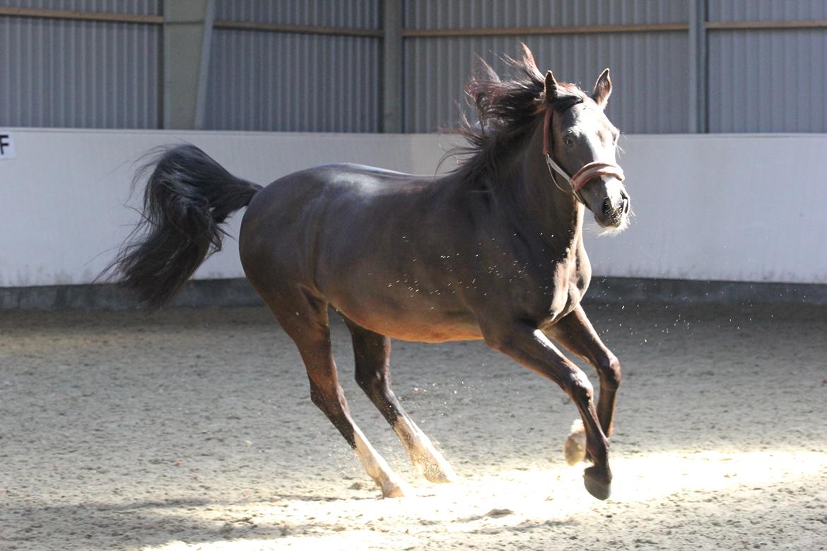 Oldenborg Xenia Ådal [Himmelhest]  - Smukke Xenia :) <3 Foto: Maibritt billede 16