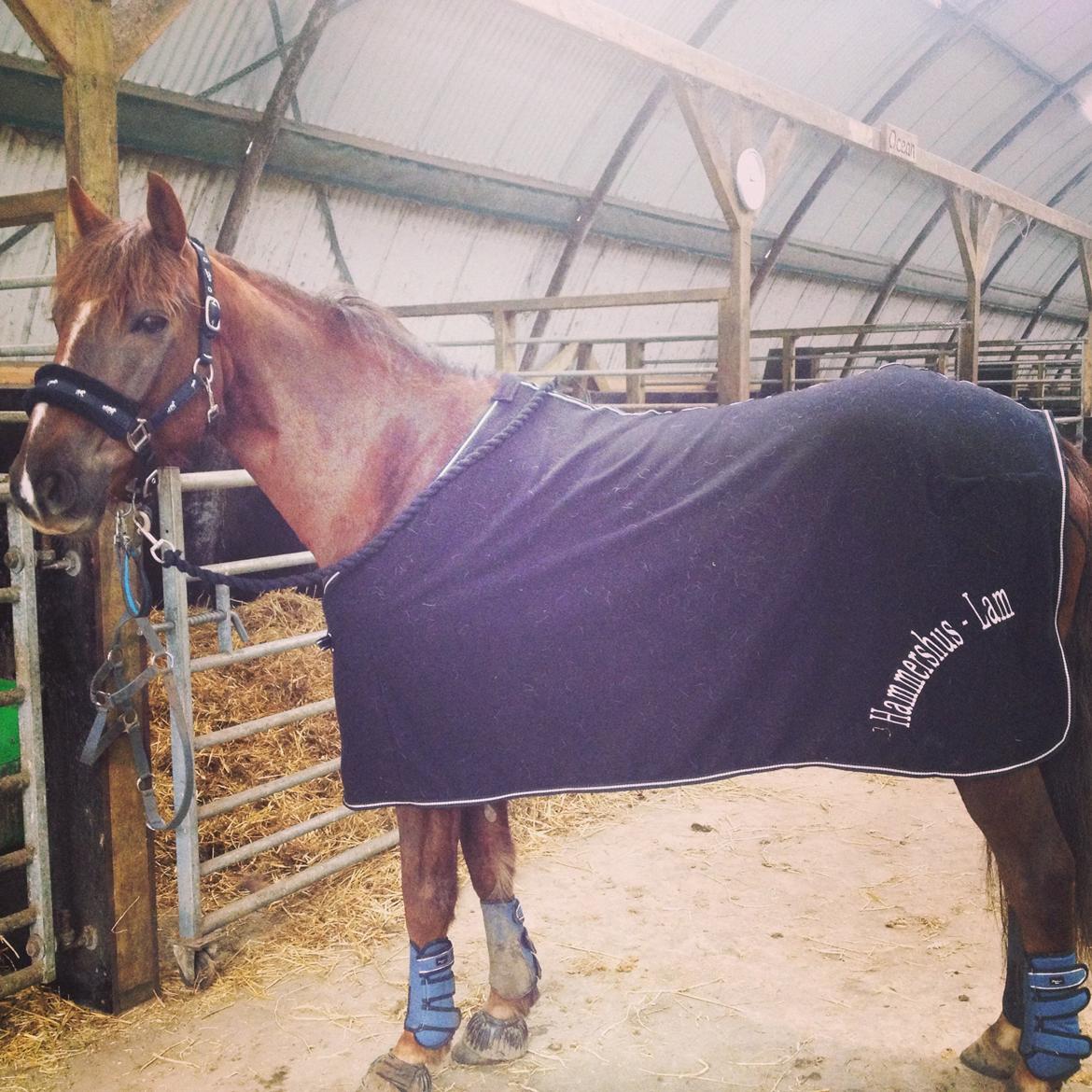 Anden særlig race Siegaard's Achilleus - terræn træning med ham! <3  billede 10